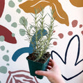 Rosmarinus officinalis 'Miss Jessopp's Upright' - Rosemary - Cotswolds Grown Culinary Herbs - Sprouts of Bristol