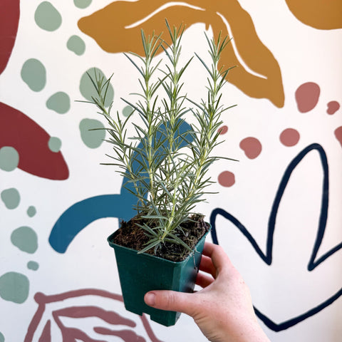Rosmarinus officinalis 'Miss Jessopp's Upright' - Rosemary - Cotswolds Grown Culinary Herbs - Sprouts of Bristol