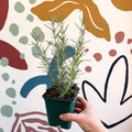 Rosmarinus officinalis 'Miss Jessopp's Upright' - Rosemary - Cotswolds Grown Culinary Herbs - Sprouts of Bristol