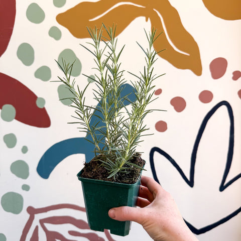 Rosmarinus officinalis 'Miss Jessopp's Upright' - Rosemary - Cotswolds Grown Culinary Herbs - Sprouts of Bristol