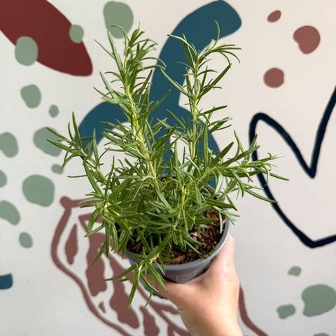 Rosmarinus officinalis - Rosemary - Sprouts of Bristol