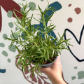 Rosmarinus officinalis - Rosemary - Sprouts of Bristol