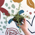 Rosmarinus prostratus 'Boule' - Trailing Rosemary - Cotswolds Grown Culinary Herbs - Sprouts of Bristol