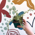 Rosmarinus prostratus 'Boule' - Trailing Rosemary - Cotswolds Grown Culinary Herbs - Sprouts of Bristol