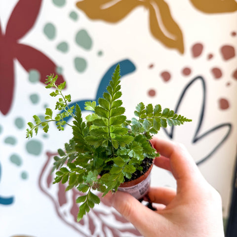 Rumohra adiantiformis ‘Variegata’ - Leatherleaf Fern - Sprouts of Bristol