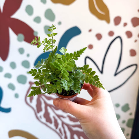 Rumohra adiantiformis ‘Variegata’ - Leatherleaf Fern - Sprouts of Bristol