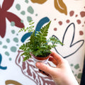 Rumohra adiantiformis ‘Variegata’ - Leatherleaf Fern - Sprouts of Bristol