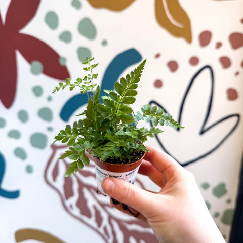 Rumohra adiantiformis ‘Variegata’ - Leatherleaf Fern - Sprouts of Bristol