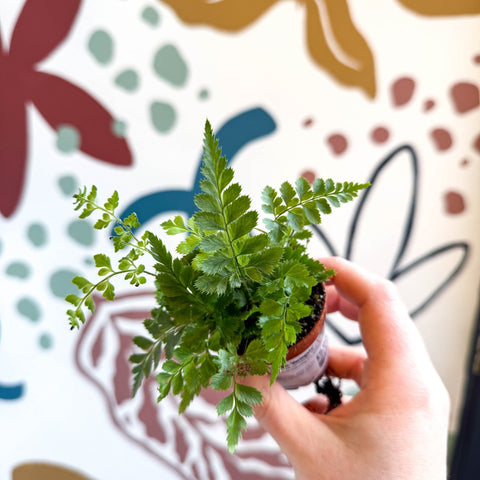 Rumohra adiantiformis ‘Variegata’ - Leatherleaf Fern - Sprouts of Bristol