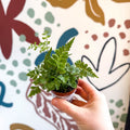 Rumohra adiantiformis ‘Variegata’ - Leatherleaf Fern - Sprouts of Bristol