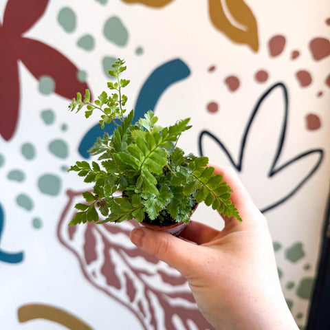 Rumohra adiantiformis ‘Variegata’ - Leatherleaf Fern - Sprouts of Bristol