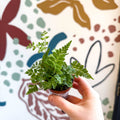 Rumohra adiantiformis ‘Variegata’ - Leatherleaf Fern - Sprouts of Bristol