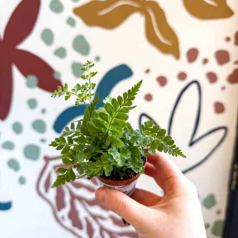 Rumohra adiantiformis ‘Variegata’ - Leatherleaf Fern - Sprouts of Bristol