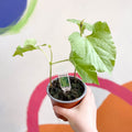 Runner Bean - Phaseolus coccineus 'Streamline' - British Grown - Sprouts of Bristol