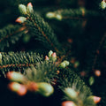 Sacred Forest Scented Christmas Tealights - Sprouts of Bristol