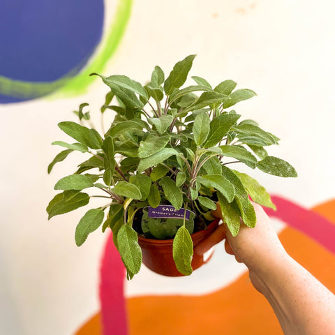 Sage - Salvia officinalis 'Grower's Friend' - UK Grown Culinary Herbs - Sprouts of Bristol