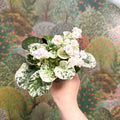 Saintpaulia ionantha – Mosaic Variegated African Violet (Blush Pink Double Flowers) - Sprouts of Bristol