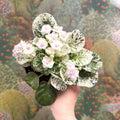 Saintpaulia ionantha – Mosaic Variegated African Violet (Blush Pink Double Flowers) - Sprouts of Bristol