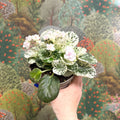 Saintpaulia ionantha – Mosaic Variegated African Violet (Blush Pink Double Flowers) - Sprouts of Bristol
