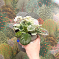 Saintpaulia ionantha – Mosaic Variegated African Violet (Blush Pink Double Flowers) - Sprouts of Bristol