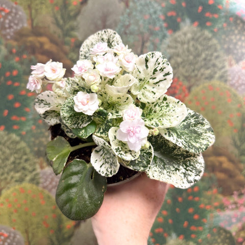 Saintpaulia ionantha – Mosaic Variegated African Violet (Blush Pink Double Flowers) - Sprouts of Bristol