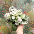 Saintpaulia ionantha – Mosaic Variegated African Violet (Blush Pink Double Flowers) - Sprouts of Bristol