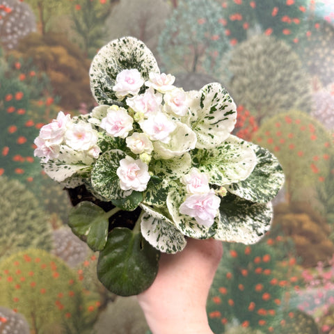 Saintpaulia ionantha – Mosaic Variegated African Violet (Blush Pink Double Flowers) - Sprouts of Bristol