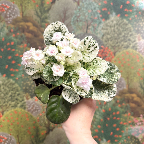 Saintpaulia ionantha – Mosaic Variegated African Violet (Blush Pink Double Flowers) - Sprouts of Bristol