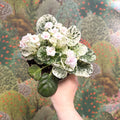 Saintpaulia ionantha – Mosaic Variegated African Violet (Blush Pink Double Flowers) - Sprouts of Bristol