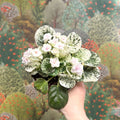 Saintpaulia ionantha – Mosaic Variegated African Violet (Blush Pink Double Flowers) - Sprouts of Bristol