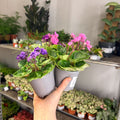 Saintpaulia ‘Rococo’ - African Violet - Sprouts of Bristol