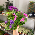 Saintpaulia ‘Rococo’ - African Violet - Sprouts of Bristol