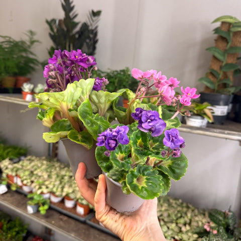 Saintpaulia ‘Rococo’ - African Violet - Sprouts of Bristol
