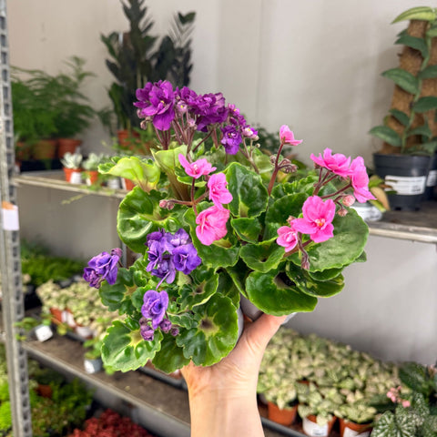 Saintpaulia ‘Rococo’ - African Violet - Sprouts of Bristol