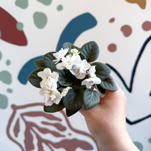 Saintpaulia – White Mini African Violet - Sprouts of Bristol