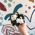 Saintpaulia – White Mini African Violet - Sprouts of Bristol