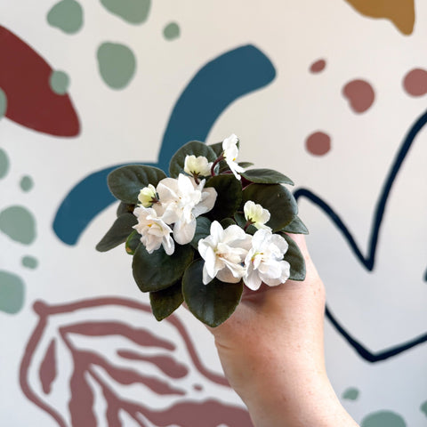 Saintpaulia – White Mini African Violet - Sprouts of Bristol