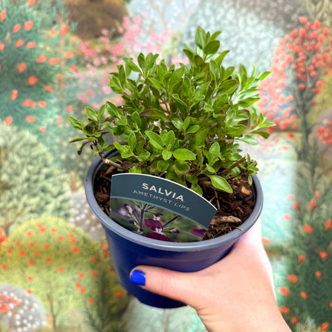 Salvia greggii 'Amethyst Lips' - British Grown Perennial - Sprouts of Bristol