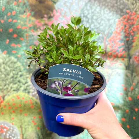 Salvia greggii 'Amethyst Lips' - British Grown Perennial - Sprouts of Bristol
