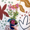 Salvia greggii 'Mirage Pink' - Autumn Sage - English Grown Perennial - Sprouts of Bristol