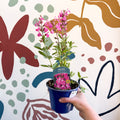 Salvia greggii 'Mirage Pink' - Autumn Sage - English Grown Perennial - Sprouts of Bristol