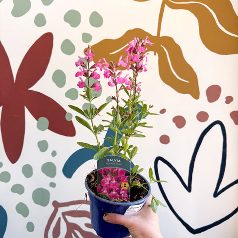 Salvia greggii 'Mirage Pink' - Autumn Sage - English Grown Perennial - Sprouts of Bristol
