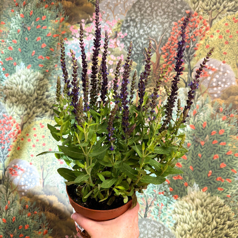 Salvia nemorosa 'Sensation Deep Blue' - Sprouts of Bristol