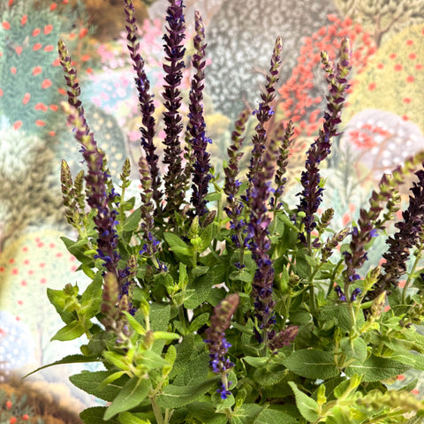 Salvia nemorosa 'Sensation Deep Blue' - Sprouts of Bristol