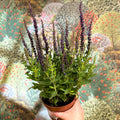 Salvia nemorosa 'Sensation Deep Blue' - Sprouts of Bristol