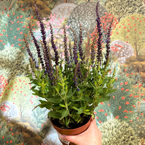 Salvia nemorosa 'Sensation Deep Blue' - Sprouts of Bristol