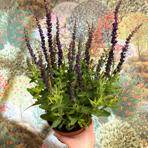 Salvia nemorosa 'Sensation Deep Blue' - Sprouts of Bristol