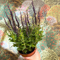 Salvia nemorosa 'Sensation Deep Blue' - Sprouts of Bristol