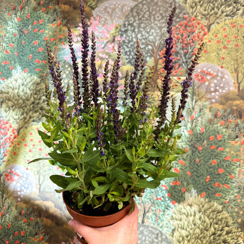 Salvia nemorosa 'Sensation Deep Blue' - Sprouts of Bristol