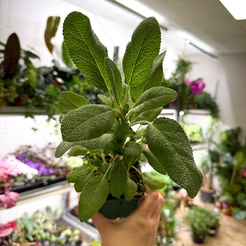 Salvia officinalis - Common Sage [UK Grown Culinary Herbs] - Sprouts of Bristol